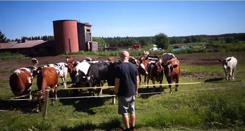 ΒΙΝΤΕΟ-Ο γητευτής των… αγελάδων