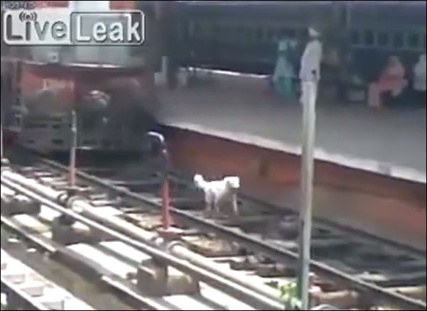 ΒΙΝΤΕΟ-Σκύλος γλίτωσε από θαύμα