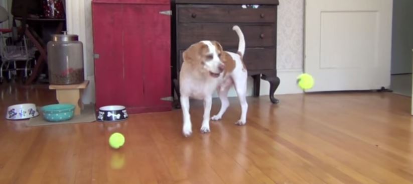 ΒΙΝΤΕΟ-Ένα κουτάβι και 100 μπαλάκια