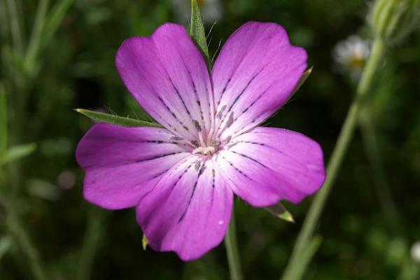 Ένα λουλούδι που σκοτώνει