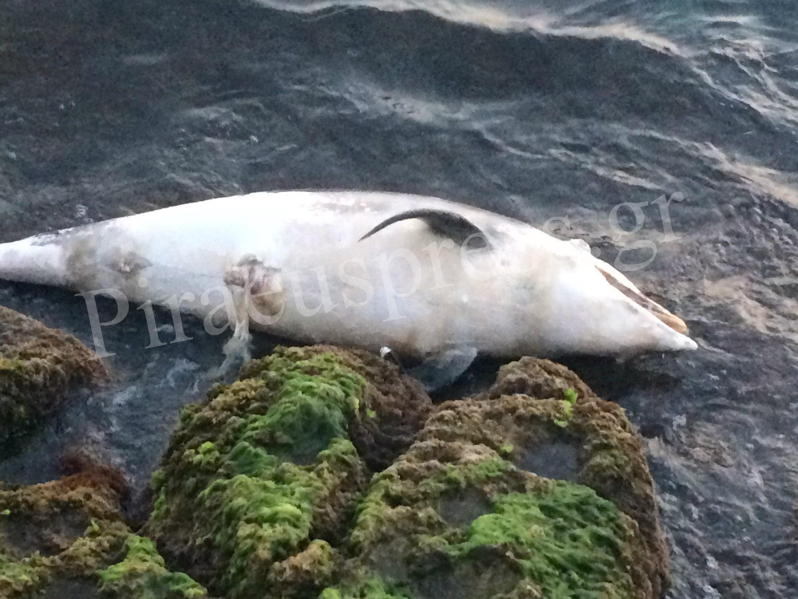 ΦΩΤΟ-Νεκρό δελφίνι στην Πειραϊκή