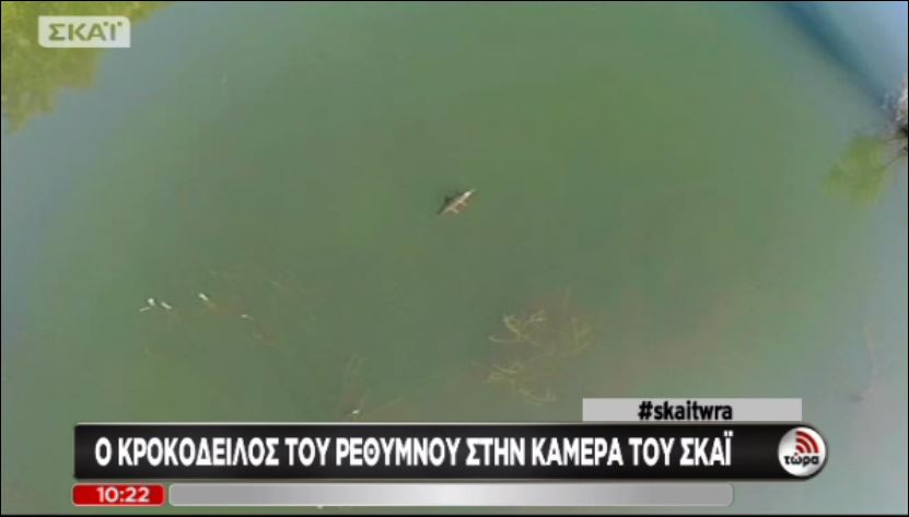 ΒΙΝΤΕΟ-Ο κροκόδειλος του Ρεθύμνου από… ψηλά