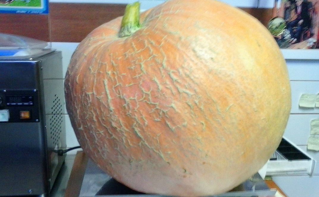 ΦΩΤΟ-Κολοκύθα 22 κιλών