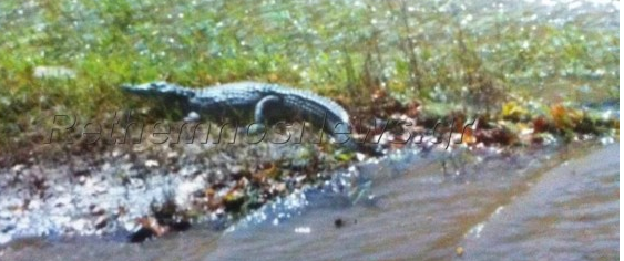 Αντίστροφη μέτρηση για τον… Σήφη τον κροκόδειλο