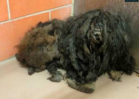 ΦΩΤΟ-Η απόλυτη «μεταμόρφωση» ενός σκύλου