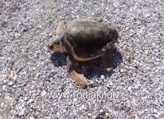 ΒΙΝΤΕΟ-Η στιγμή που η “Λάουρα” αφέθηκε ελεύθερη