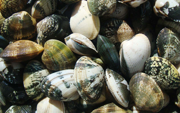 Εντοπίστηκαν παραπάνω από ένας τόνος ακατάλληλα όστρακα