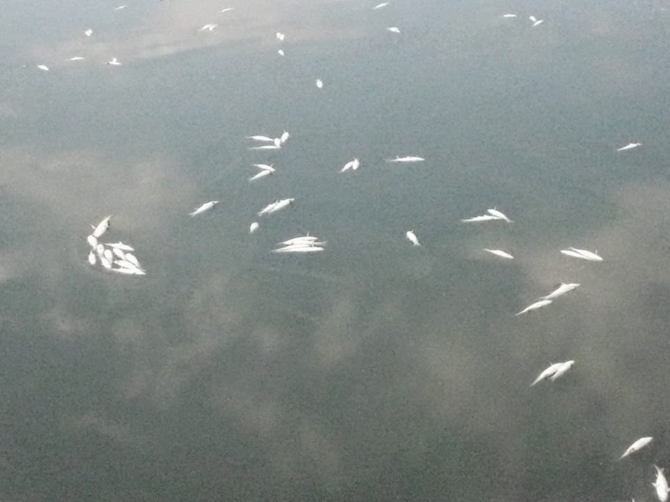 ΦΩΤΟ-Η Βιστωνίδα γέμισε νεκρά ψάρια