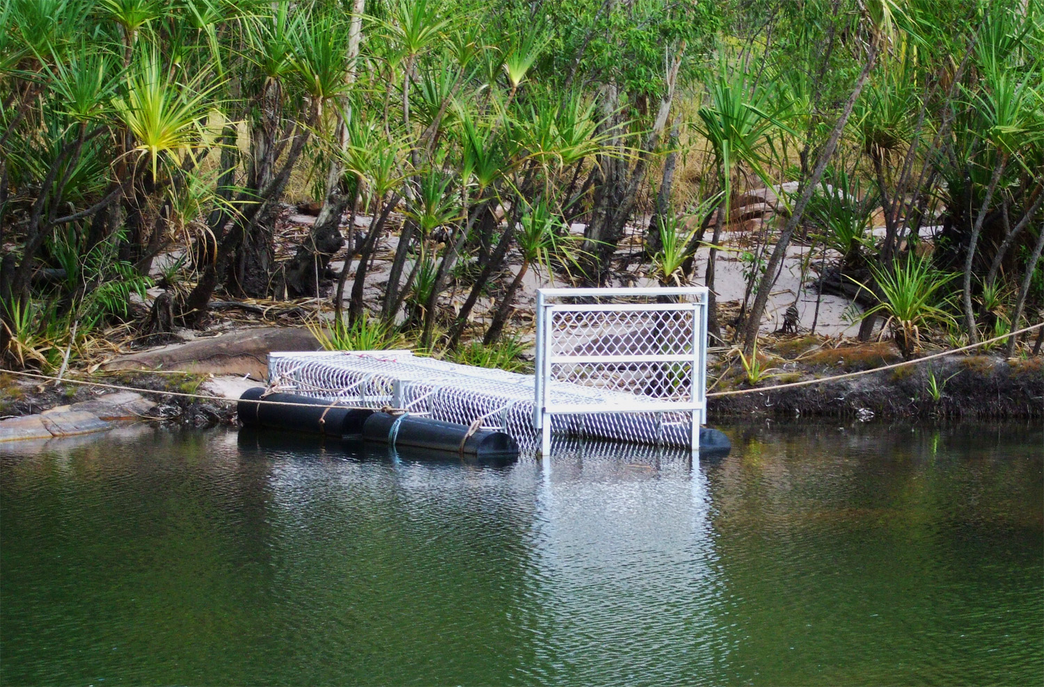 ΒΙΝΤΕΟ-Στήθηκαν παγίδες για τον κροκόδειλο