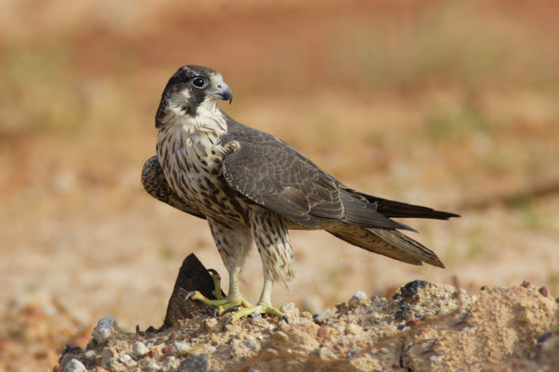 ΦΩΤΟ-Τι έκρυβε το γεράκι στη φωλιά;