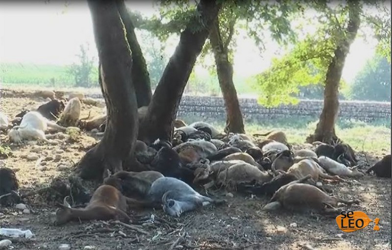 ΦΩΤΟ-Κεραυνός σκότωσε κοπάδι στη Θεσσαλονίκη