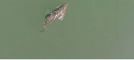 ΒΙΝΤΕΟ-Το Τόκιο ενδιαφέρεται για τον κροκόδειλο της Κρήτης