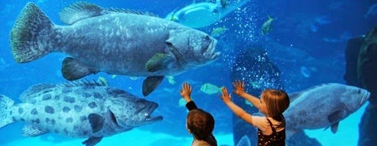 perierga.gr - Tα 10 πιο εντυπωσιακά ενυδρεία στον κόσμο!