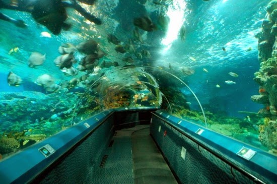perierga.gr - Tα 10 πιο εντυπωσιακά ενυδρεία στον κόσμο!