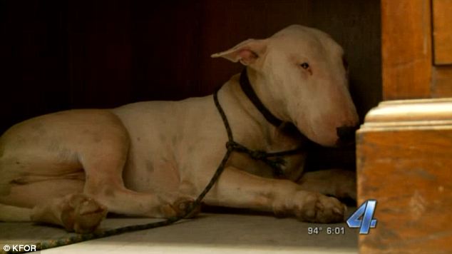 Mourning: The pooch is now exhibiting classic signs of grief: he won't eat, sleep or even lift his head