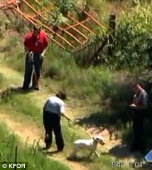 We have an update to a dog that fought through near 100 degree heat to stand by his deceased owner.Homicide detectives were called after a body was found near SE 36th and Sooner Rd. They think it is the body of a transient that died of natural causes.His bull terrier stood by his side, even appeared to be guarding him at times and not wanting to leave his owner.