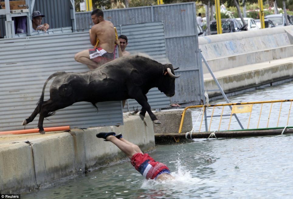 A bull chases a runner into the sea during the 'Bous a la Mar' festival in the eastern Spanish coastal town of Denia