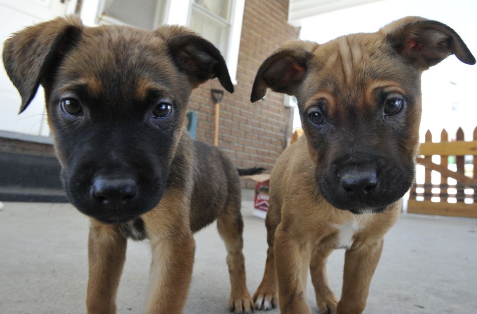 Δώστε νερό και τροφή στα αδέσποτα