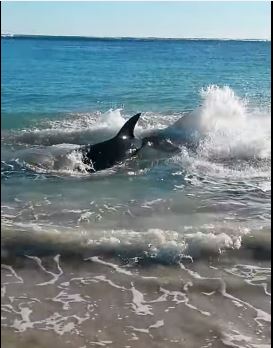 ΒΙΝΤΕΟ-Πνίγηκε λευκός καρχαρίας