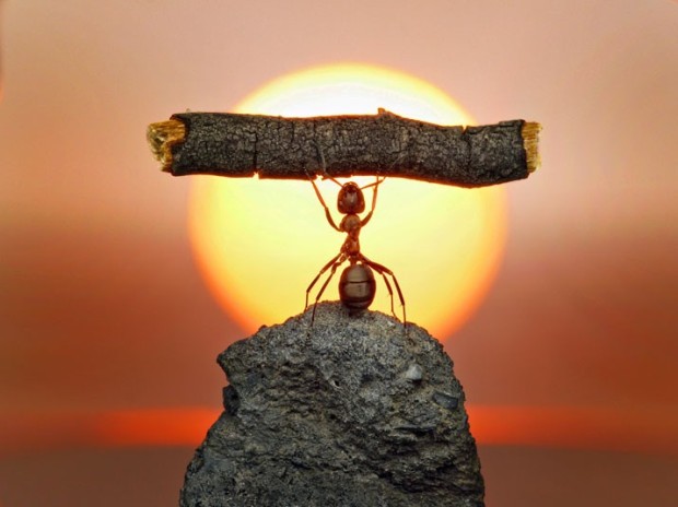 ΦΩΤΟ-Ο κόσμος των μυρμηγκιών