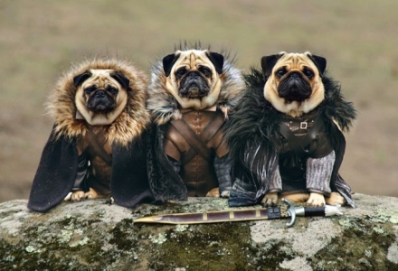 ΦΩΤΟ-Τα σκυλάκια του… Game of Thrones