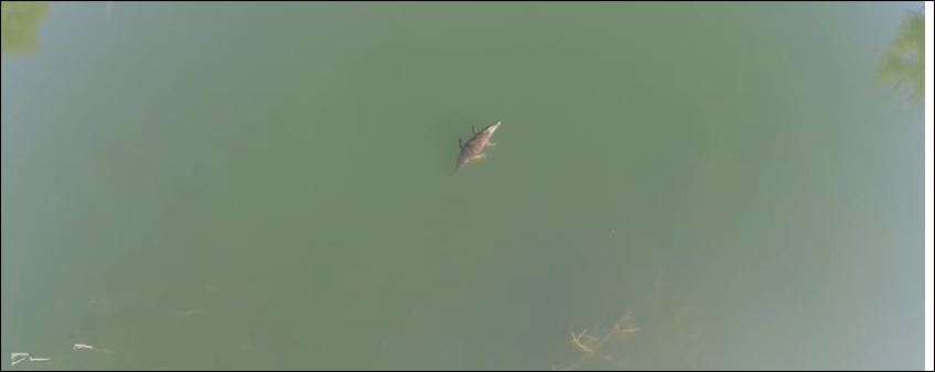 Νέο βίντεο με τον κροκόδειλο του Ρεθύμνου