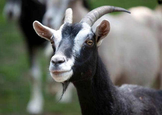 Σοβαρό τροχαίο δικύκλου με… κατσίκα