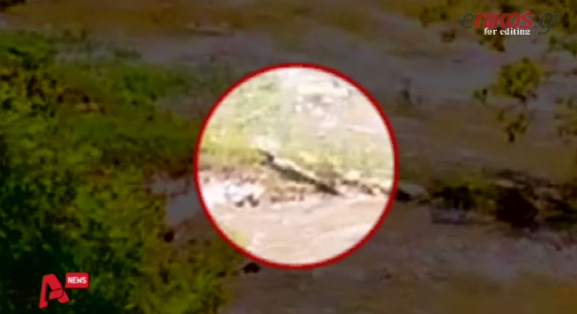 ΒΙΝΤΕΟ-Η έρευνα για τον ιδιοκτήτη του κροκόδειλου