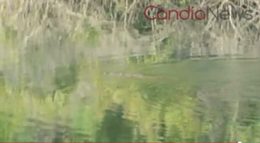 Νέο ΒΙΝΤΕΟ του “κροκοδειλάκη”