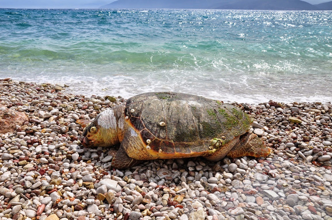 Νεκρές χελώνες στην Πρέβεζα