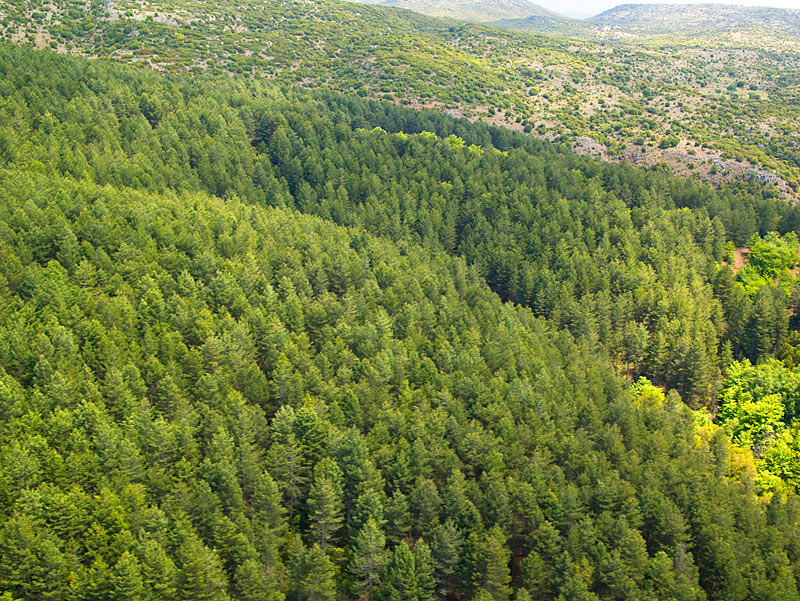Αρκαδία-Απαγόρευση της κυκλοφορίας στα δάση