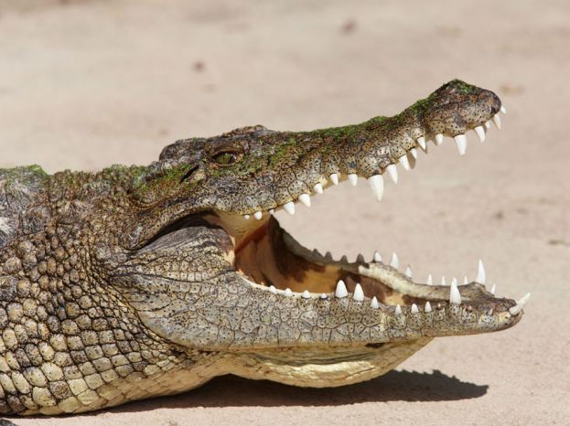 ΒΙΝΤΕΟ-Περιμένουν τον Σήφη στο Ενυδρείο της Κρήτης