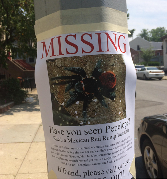 ΦΩΤΟ-Silver alert για… ταραντούλα