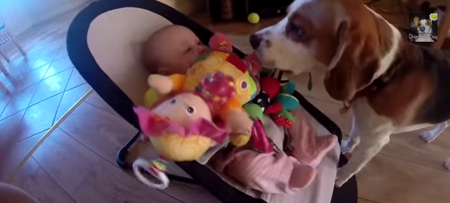 ΒΙΝΤΕΟ-Έτσι «ζήτησε» συγχώρεση το σκυλί από το μωρό