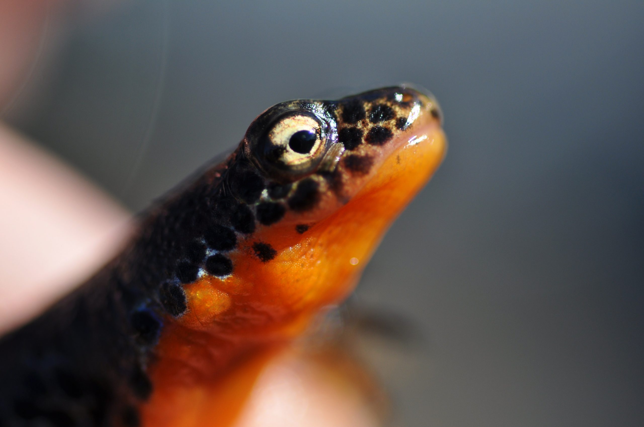 ΦΩΤΟ-“Δράκος” τσέπης στην Πίνδο