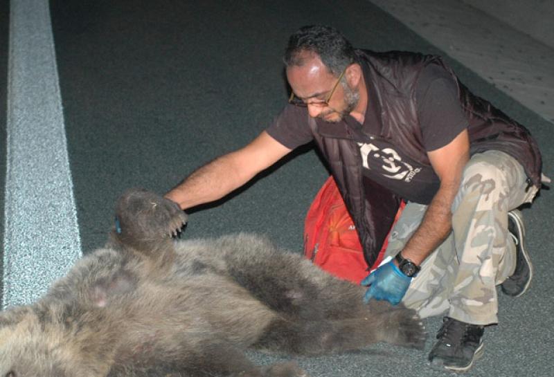 Νεκρή αρκούδα στην Εγνατία