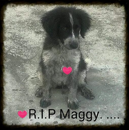 ΦΩΤΟ-Αυτό είναι το σκυλάκι που σκότωσε ο ιδιοκτήτης ταβέρνας στην Εύβοια