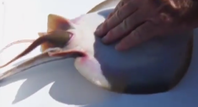 ΒΙΝΤΕΟ-Η στιγμή που ψαράς βοηθάει σαλάχι να γεννήσει