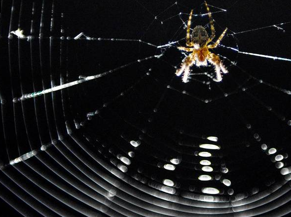 Η αράχνη του… έκαψε το σπίτι