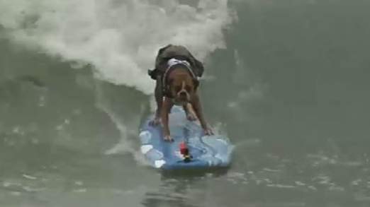 ΒΙΝΤΕΟ-Διαγωνισμός σκύλων στο… σερφ