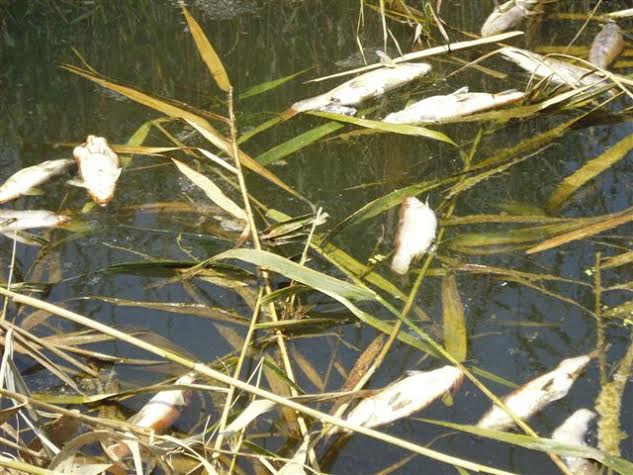 ΦΩΤΟ-Γέμισε νεκρά ψάρια ο Σπερχειός