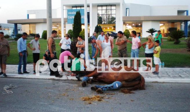 ΦΩΤΟ-Τραυματίστηκε άλογο στην Εθνική οδό