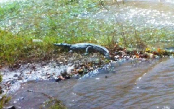 Αποκλεισμένη η λίμνη που εντοπίστηκε ο κροκόδειλος