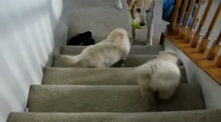 ΒΙΝΤΕΟ-Κουτάβια… αντιμέτωπα για πρώτη φορά με σκάλες