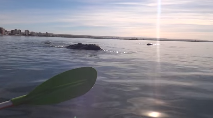 ΒΙΝΤΕΟ-Τετ α τετ με φάλαινες
