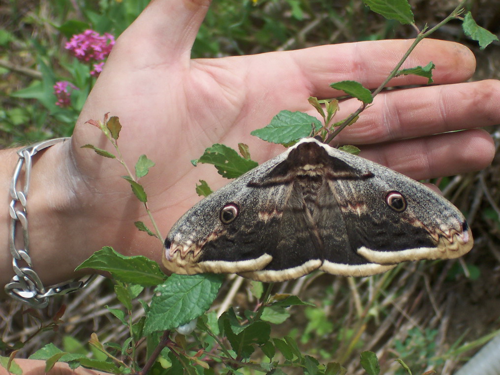 Η γιγάντια νυχτοπεταλούδα-παγώνι