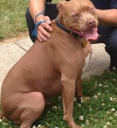 ΦΩΤΟ-Πίτμπουλ έσωσε βαρήκοο παιδί από φωτιά