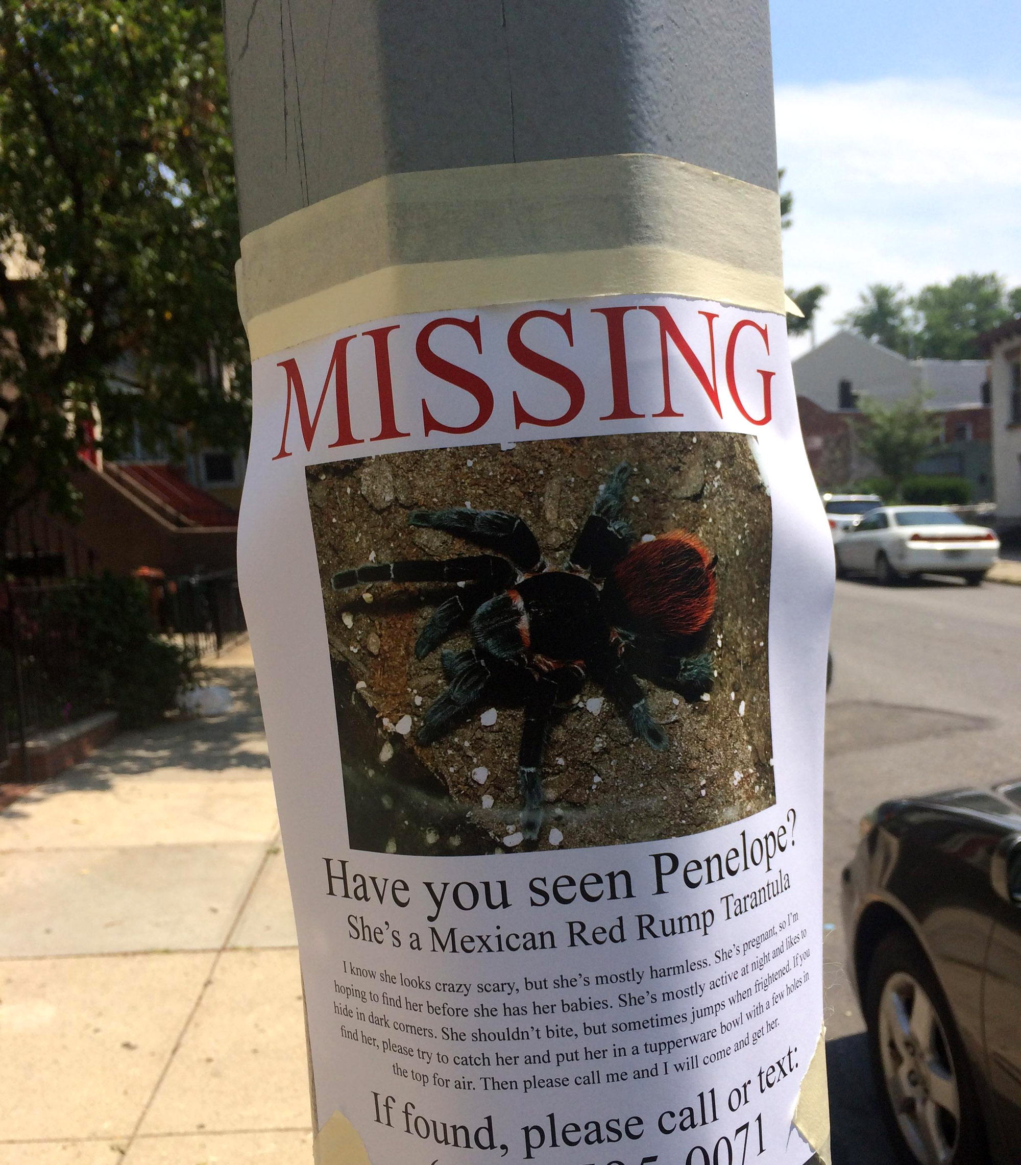 Έχασε την ταραντούλα του και την ψάχνει