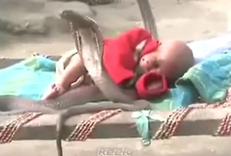 Βασιλικές κόμπρες «προστατεύουν» βρέφος