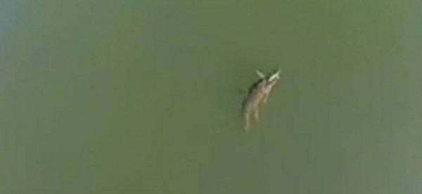 ΒΙΝΤΕΟ-Αποχαιρετούν…τον κροκόδειλο στο Ρέθυμνο